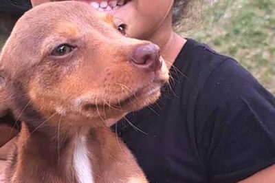 Cadela Wendy é o 100º animal adotado neste ano no CCZ de Caraguatatuba