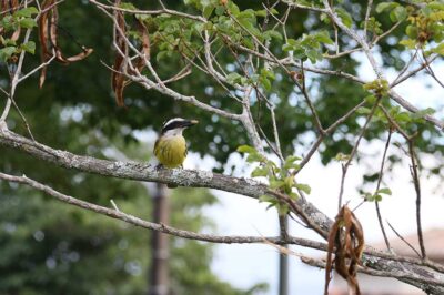 Prefeitura de Caraguatatuba prorroga prazo do Concurso de Fotografia para ‘Dia do Observador de Aves’ até 1° de maio